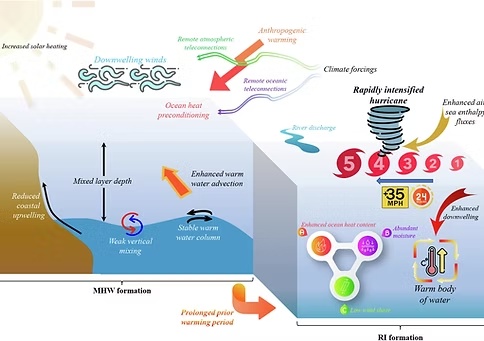 Marine heatwaves and tropical-cyclone rapid intensification conceptual diagram